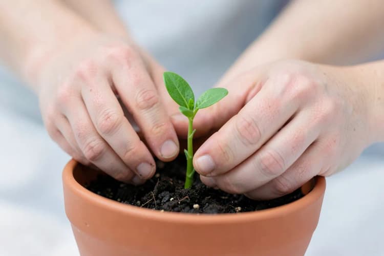 Mãos cuidando de uma pequena planta brotando